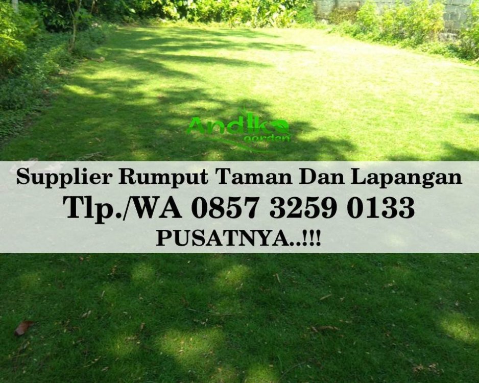 Tlp 0857 3259 0133, Supplier Rumput Golf Kuningan.jpg