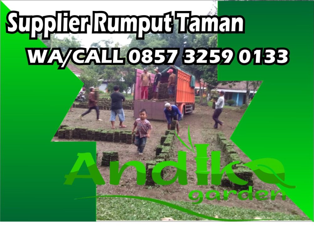 0857 3259 0133, Supplier Rumput Gajah Mini Lebak.jpg