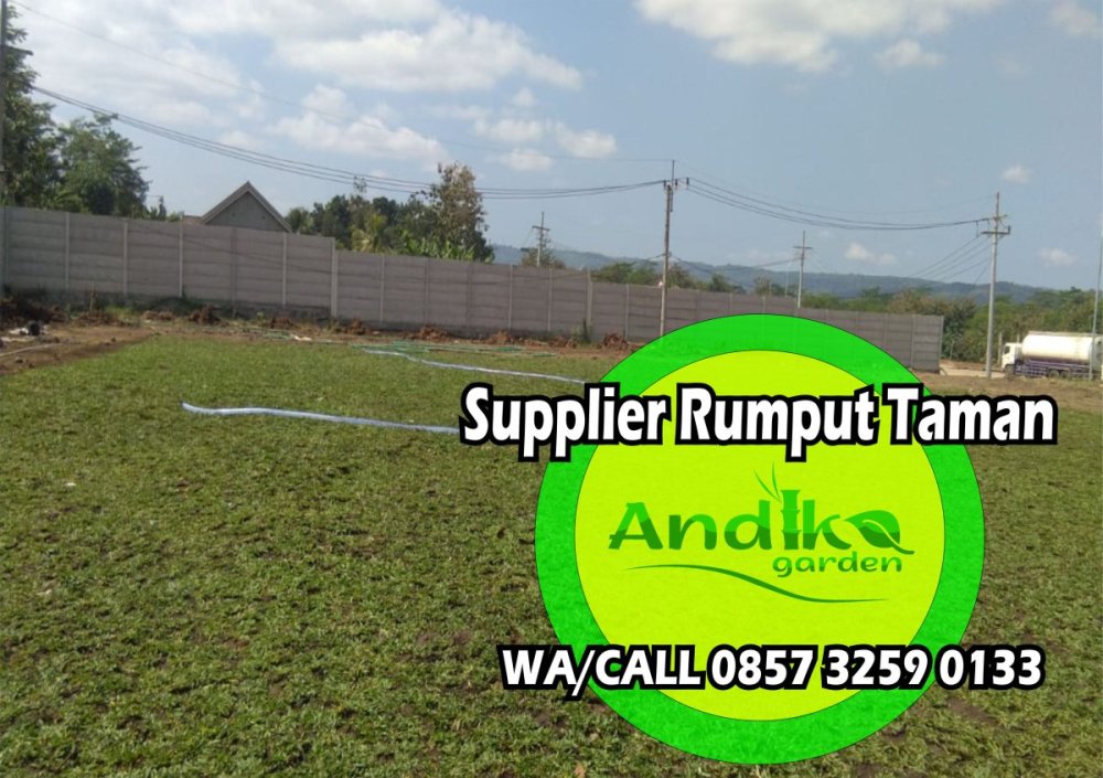 0857 3259 0133, Supplier Rumput Gajah Mini Tegal.jpg