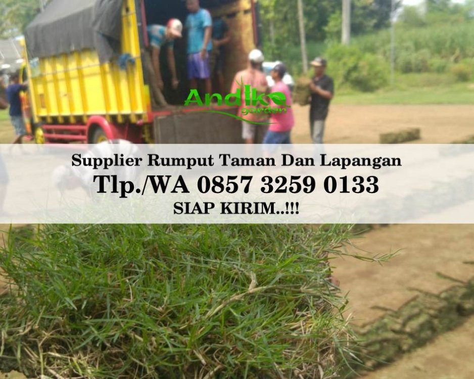 Tlp 0857 3259 0133, Supplier Rumput Golf Jepara.jpg