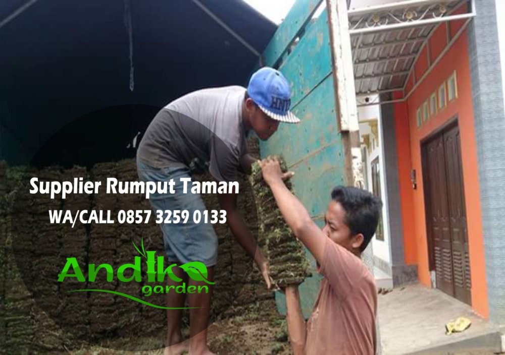 0857 3259 0133, Supplier Rumput Gajah Mini Rembang.jpg