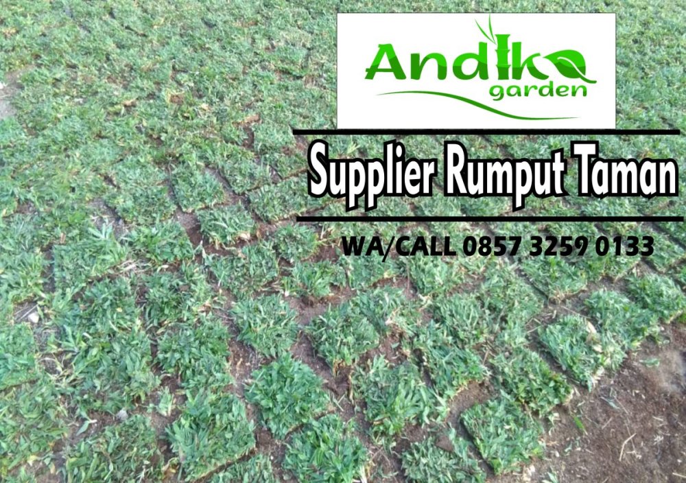 0857 3259 0133, Supplier Rumput Gajah Mini Kota Surakarta.jpg