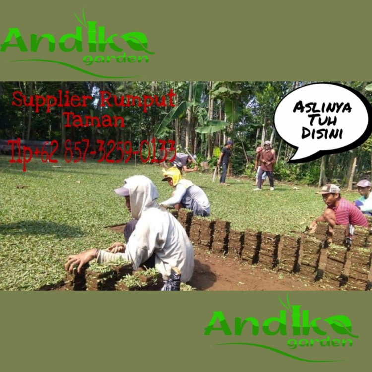 0857 3259 0133, Supplier Rumput Gajah Mini Karanganyar.jpg