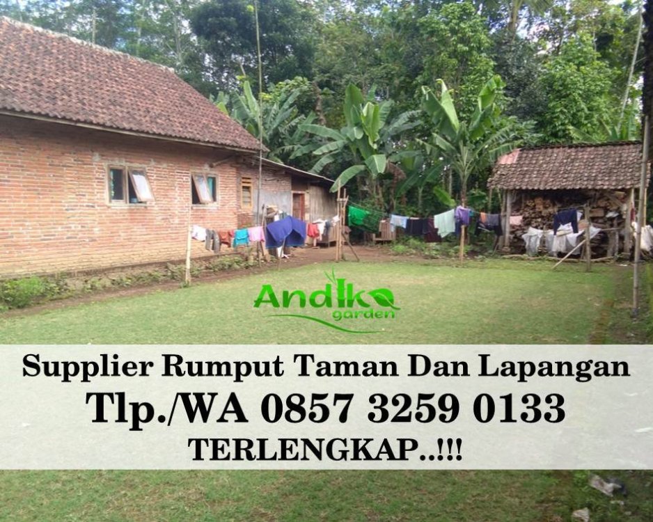 Tlp 0857 3259 0133, Supplier Rumput Golf Bogor.jpg