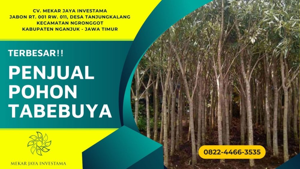 1718178063_0822-4466-3535JualPohonTabebuyaBesarBogorTangerangDepok.thumb.jpg.f481b5fcf4e241dcd8a49daaf4e0bcb3.jpg