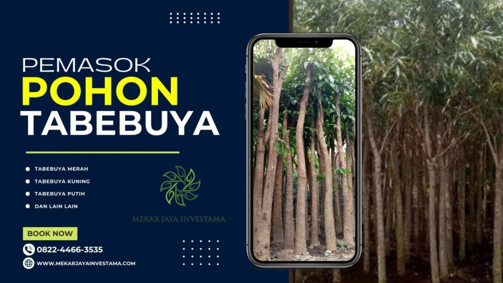 1906828686_0822-4466-3535JualPohonTabebuyaBogorTangerangDepok.thumb.jpg.8c0ef4b5c072660ff1153060d27704a6.jpg