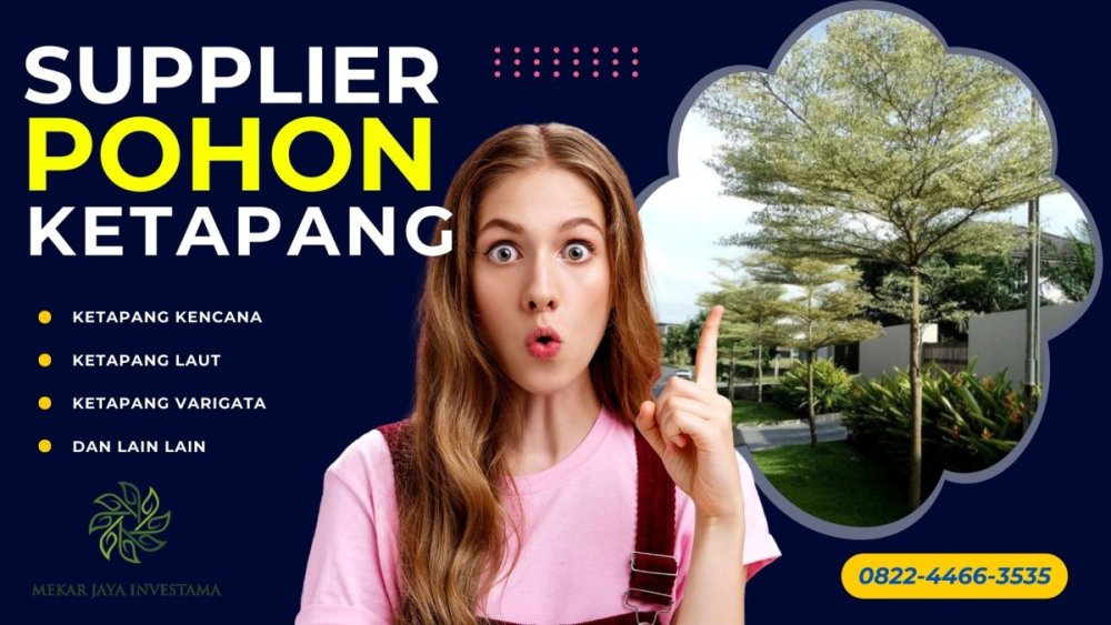 888760132_0822-4466-3535PohonKetapangKencanaBesarJakarta.thumb.jpg.92c9b3881e5c52701183f070be981301.jpg