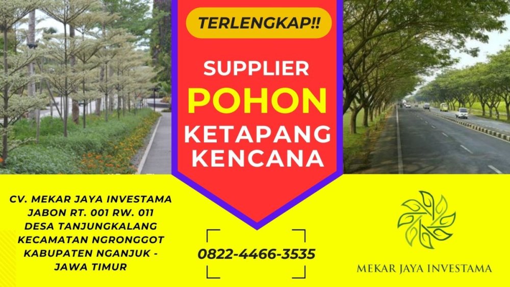 974029221_0822-4466-3535PohonKetapangKencanaDepanRumahJakarta.thumb.jpg.63b64c01dc45e5df48171bdfe660c8fa.jpg