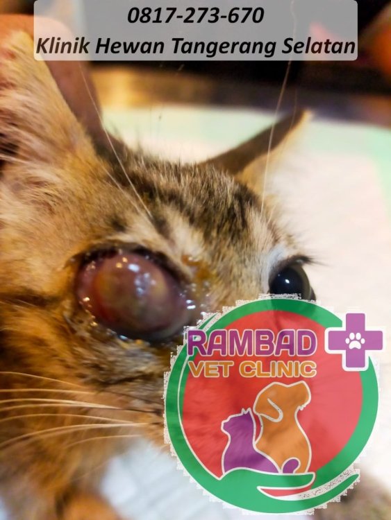 31 dokter hewan tangerang selatan.jpg
