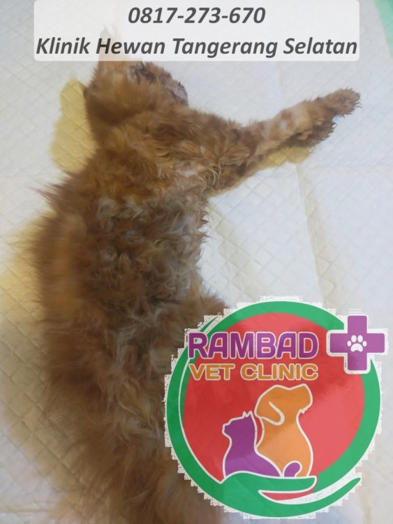 39 dokter hewan tangerang selatan.jpg