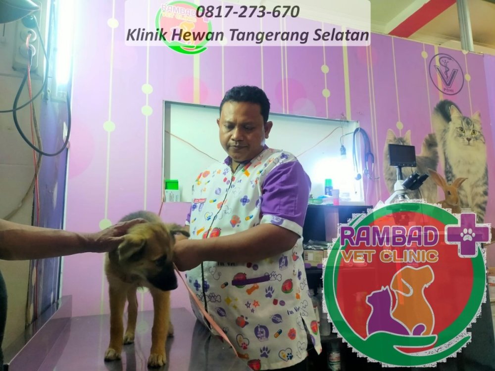 50 dokter hewan tangerang selatan.jpg