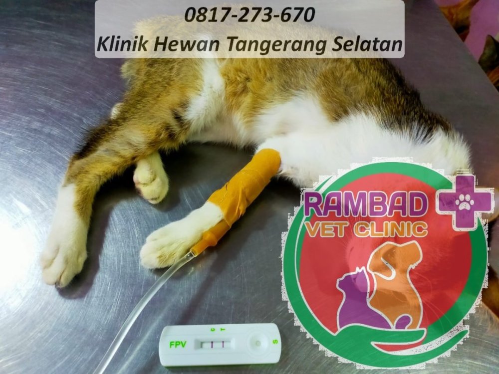 27 dokter hewan tangerang selatan.jpg