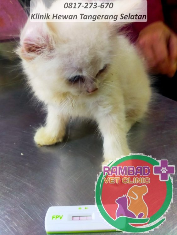 36 dokter hewan tangerang selatan.jpg
