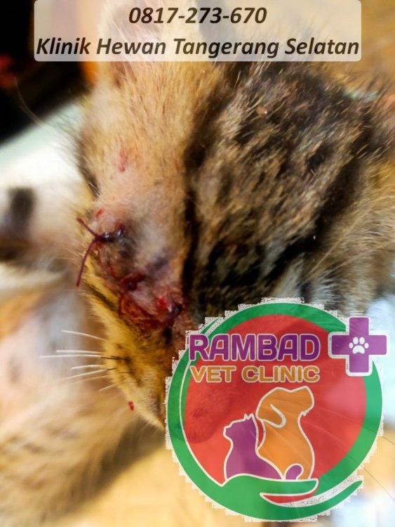 29 dokter hewan tangerang selatan.jpg