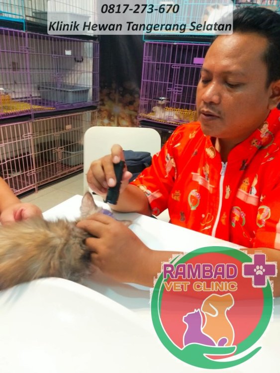 7 dokter hewan tangerang selatan.jpg