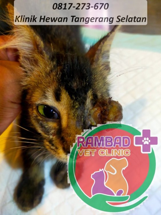 42 dokter hewan tangerang selatan.jpg