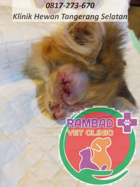 40 dokter hewan tangerang selatan.jpg