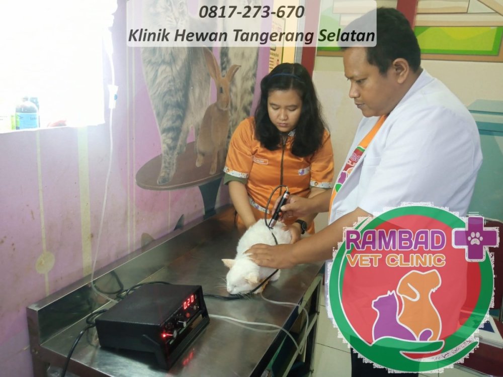 23 dokter hewan tangerang selatan.jpg