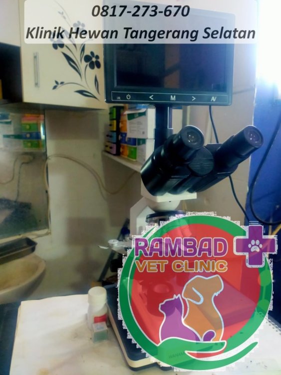 45 dokter hewan tangerang selatan.jpg
