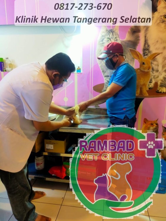 20 dokter hewan tangerang selatan.jpg