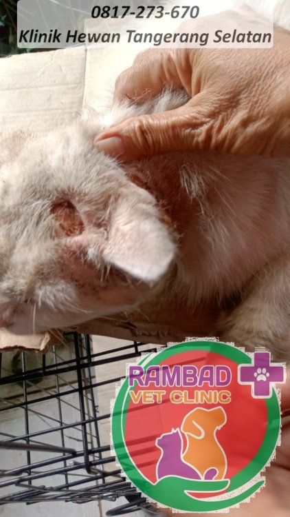 32 dokter hewan tangerang selatan.jpg