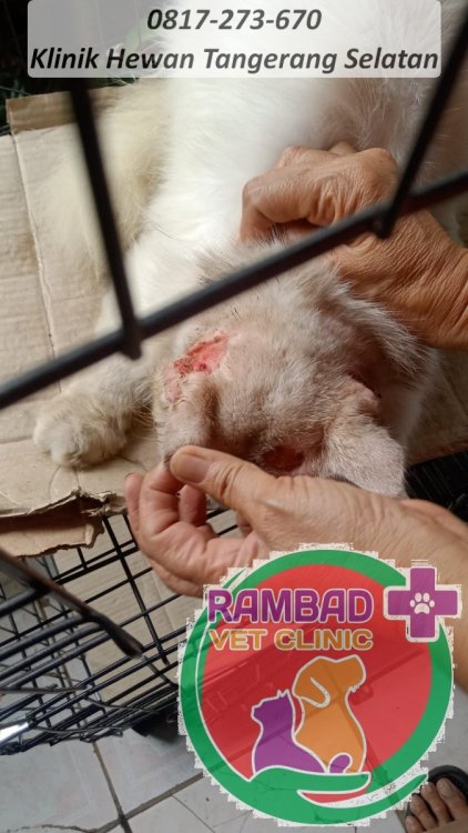 30 dokter hewan tangerang selatan.jpg