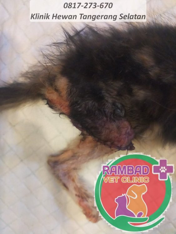 38 dokter hewan tangerang selatan.jpg
