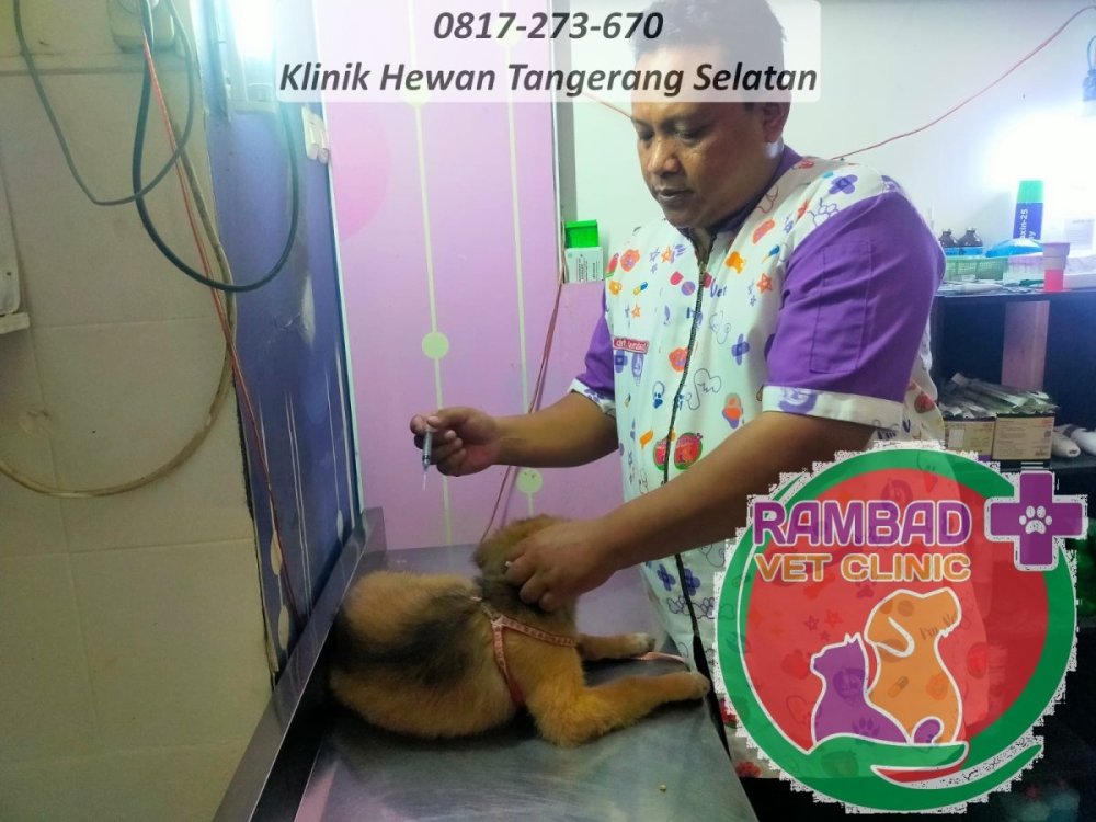 47 dokter hewan tangerang selatan.jpg