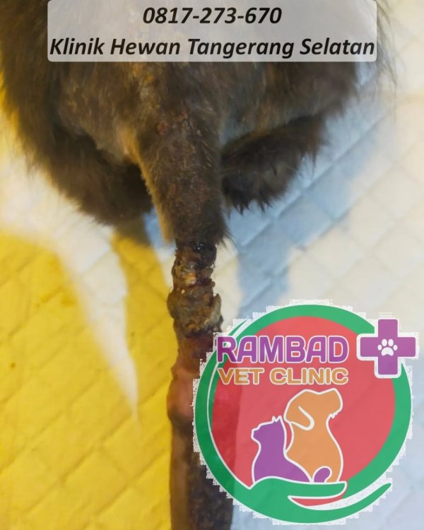 41 dokter hewan tangerang selatan.jpg