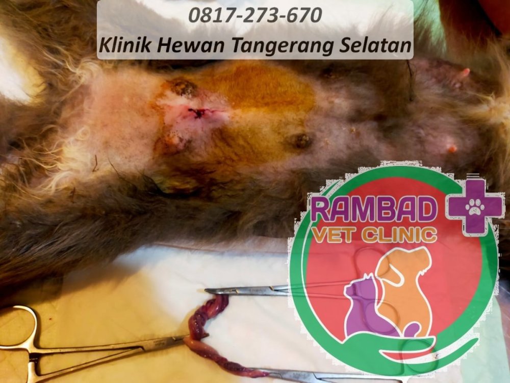 28 dokter hewan tangerang selatan.jpg