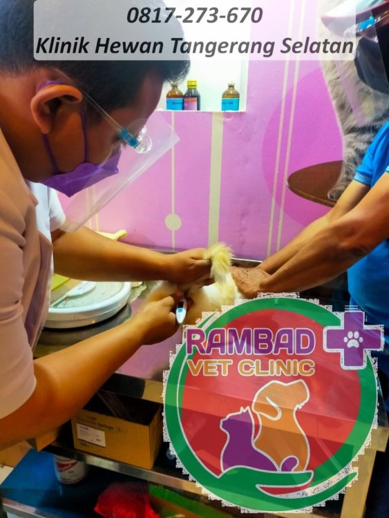 18 dokter hewan tangerang selatan.jpg