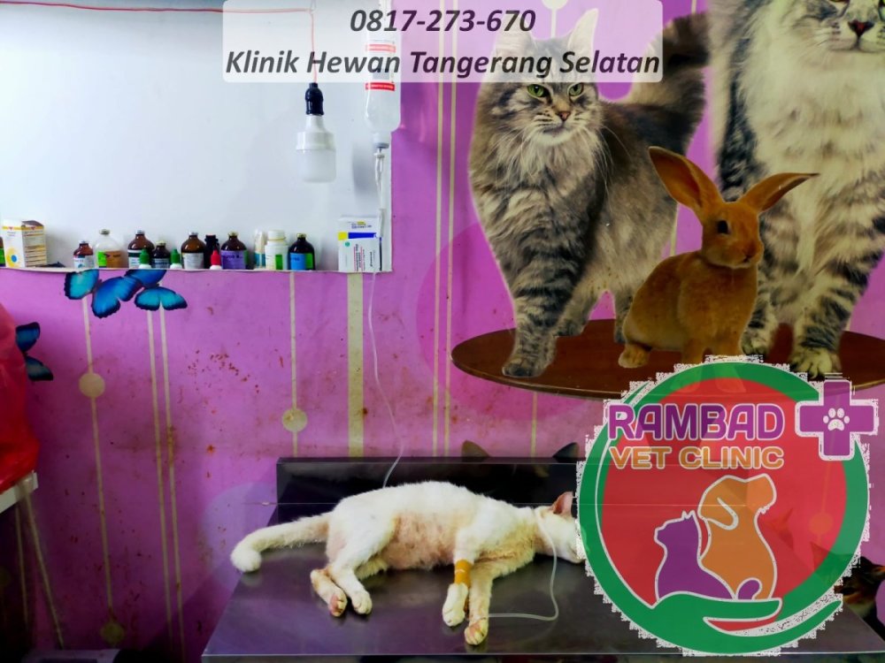 34 dokter hewan tangerang selatan.jpg