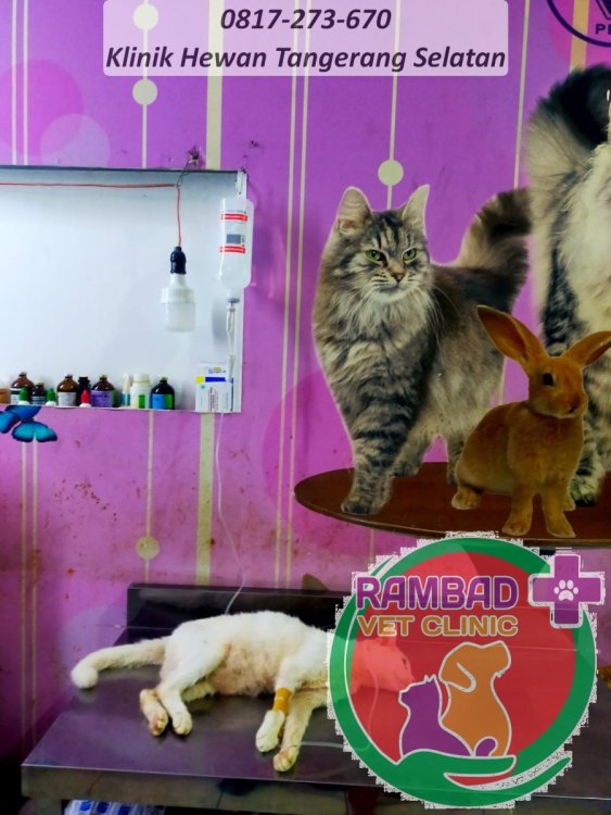 33 dokter hewan tangerang selatan.jpg