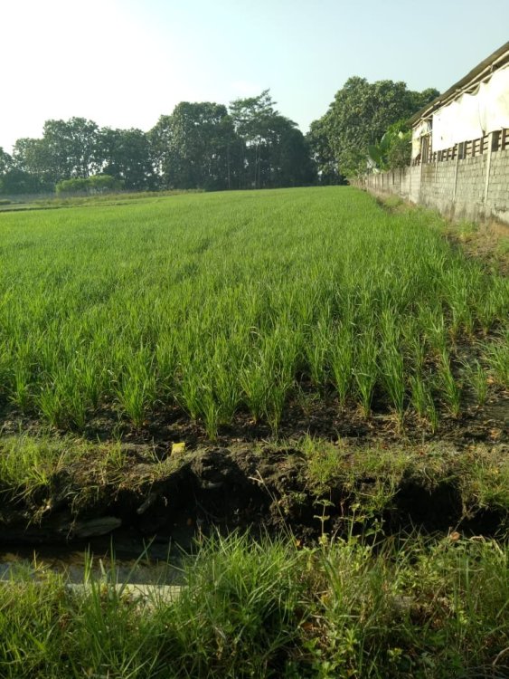 Jual Sawah di Sawit Boyolali.jpeg