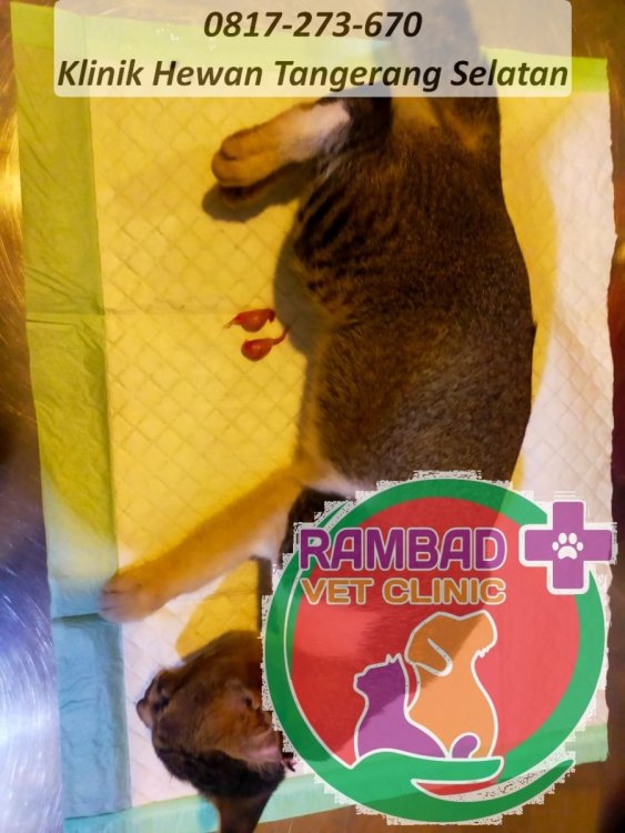 37 dokter hewan tangerang selatan.jpg