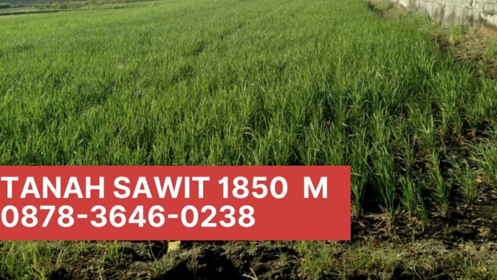 0819-0451-0658, Tanah Sawah Murah di Sawit Boyolali.jpg