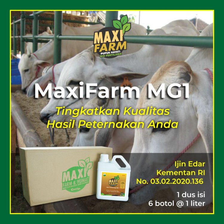 MaxiFarm-Peternakan-Sapi.jpg
