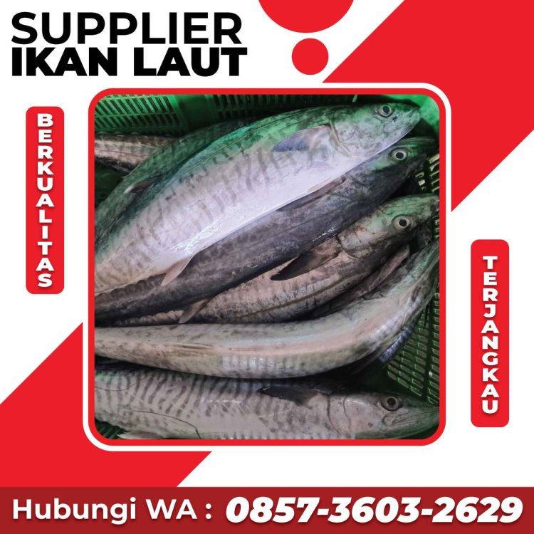 Supplier Ikan Laut Segar Terbaik.jpg