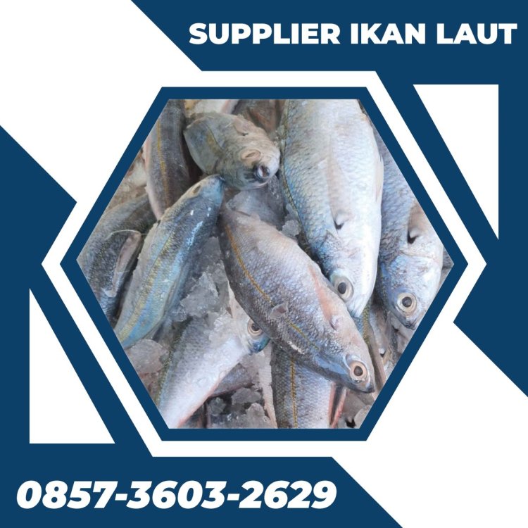 Agen Ikan Laut Berkualitas.jpg