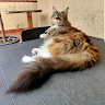 Ragel Mainecoons