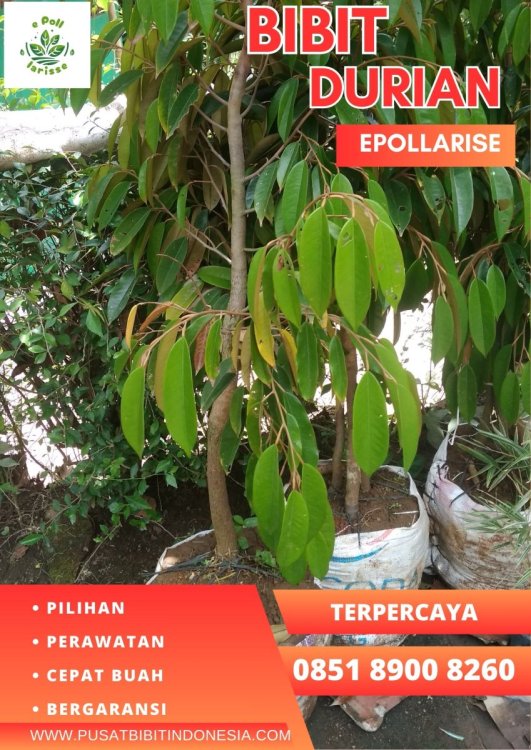 epollarise 0851.8900.8260 (Tsel)  Hortikultura Buah  BibitAlamat  Bibit Durian Musang King Di Pekanbaru.jpg