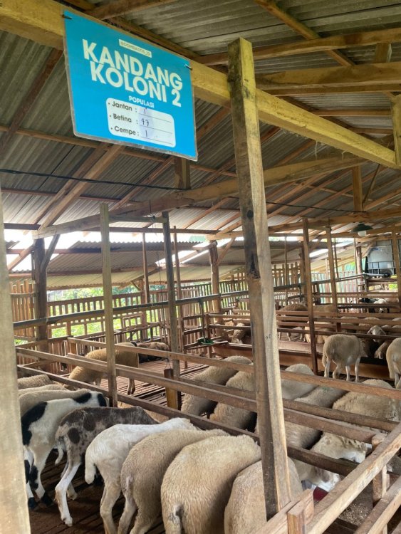 Hub 081235305934 di Nganjuk Langsung dari Ternak – Agen Pengolahan Daging Domba Profesional Pesantren Alfukaat