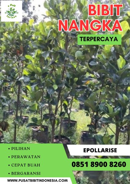0851 8900 8260 ( Tsel ) e pollarise  Bibit Nangka Genjah