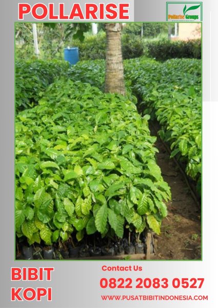 0822 2083 0527 ( Tsel ) Pollarise  Bibit Kopi Sumatera Utara