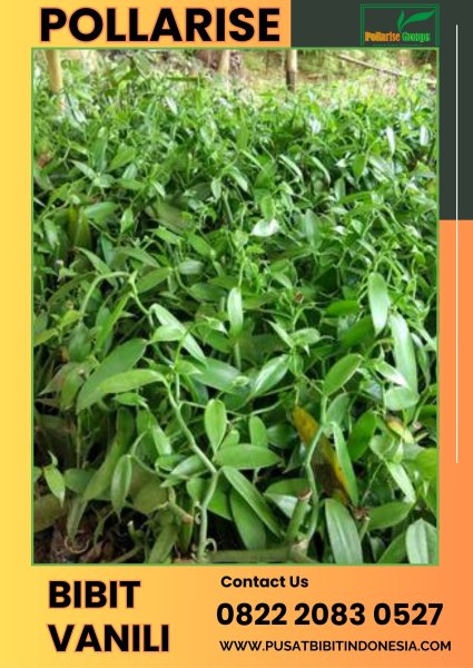 0822.2083.0527 (Tsel) Pollarise  Sentral Bibit Vanili Pontianak
