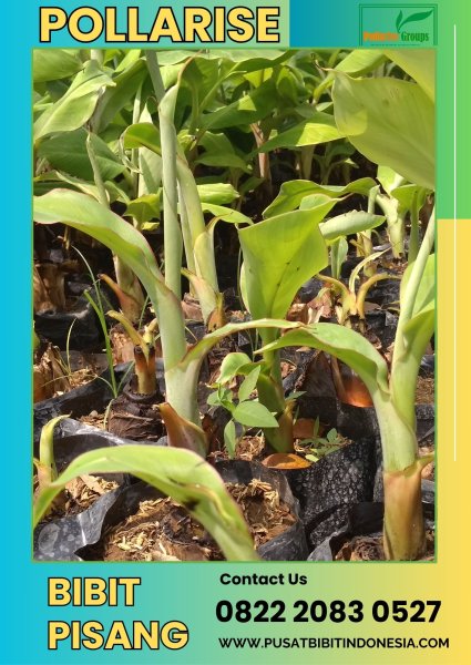 CALL 0822.2083.0527 Bibit Pisang Tanduk Super