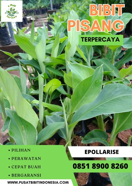 0851 8900 8260 (Tsel) Bibit Pisang Kepok Unggul
