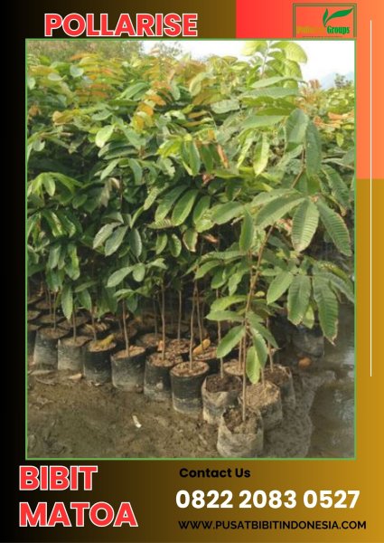 0822 2083 0527 (TSEL) Jual Bibit Matoa Sudah Berbuah