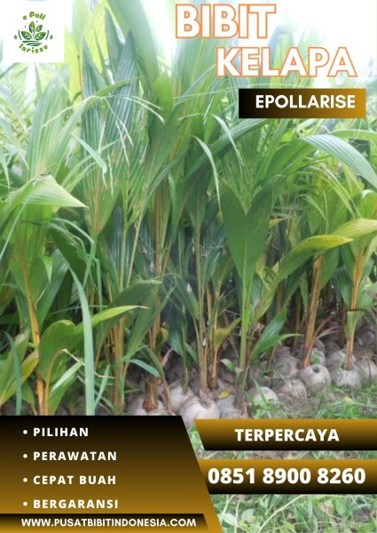 0851.8900.8260 (TSEL) epollarise  Harga Bibit Kelapa Gading