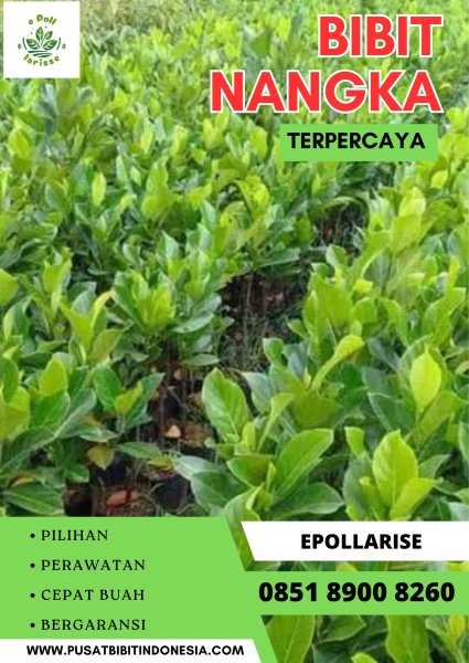 0851 8900 8260 ( Tsel ) e pollarise   Bibit Nangka Di Banjarmasin